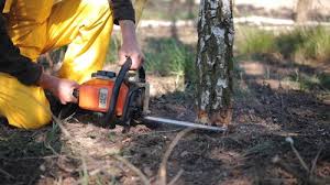 Professional Tree Care in Cut Bank, MT