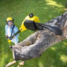 Best Firewood Processing and Delivery  in Cut Bank, MT