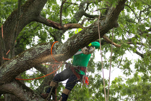 How Our Tree Care Process Works  in  Cut Bank, MT